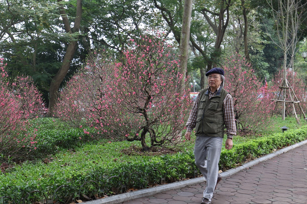 Khu vực quanh hồ Gươm những vườn đào được nhân viên cây xanh Hà Nội chăm sóc kĩ lưỡng tô thêm phần rộn ràng không khí xuân.