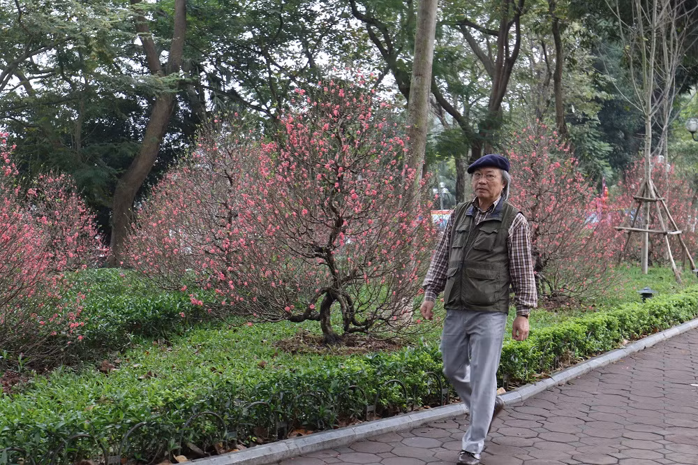 Khu vực quanh hồ Gươm những vườn đào được nhân viên cây xanh Hà Nội chăm sóc kĩ lưỡng tô thêm phần rộn ràng không khí xuân.
