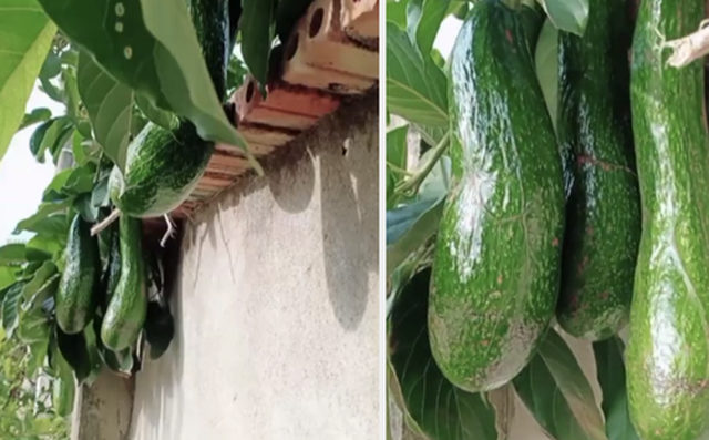 "Nhanh tay lấy rổ ra hái hết chứ còn chờ gì nữa. Mọc bên nhà mình thì là của mình rồi!" hay "Ăn quả nhớ kẻ trồng cây, ăn bơ nhớ kẻ trồng giùm nhà bên!" là những bình luận mà dân mạng để lại dưới clip của chàng hàng xóm may mắn khi không trồng cây ăn quả mà vẫn có thành quả để hưởng.