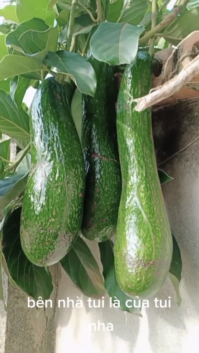 Sau khi đoạn clip không trồng cây ăn quả mà vẫn có ăn của anh chàng được đăng tải lên mạng, nhiều thành viên không giấu nổi sự trầm trồ, ai cũng vào "xin vía" may mắn như anh hàng xóm.