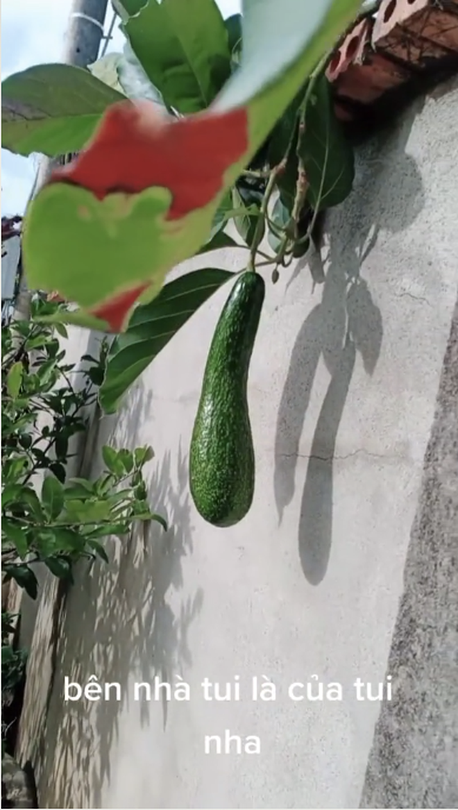 Chuyện là, nhà hàng xóm có trồng cây ăn quả mà cụ thể là quả bơ sát vách nhà chàng trai. Đến ngày ra quả, cành cây toàn nằm hết sang nhà bên đây, trái nào trái nấy cũng "siêu to khổng lồ" và treo lủng lẳng cứ như mời gọi.