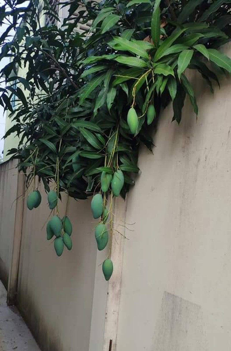 Chẳng chủ nhà nào muốn trồng cây ăn quả mình ngày ngày chăm bẵm đến lúc chuẩn bị thu hoạch lại đi sang hàng xóm nhưng điều này lại không ít lần xảy ra.