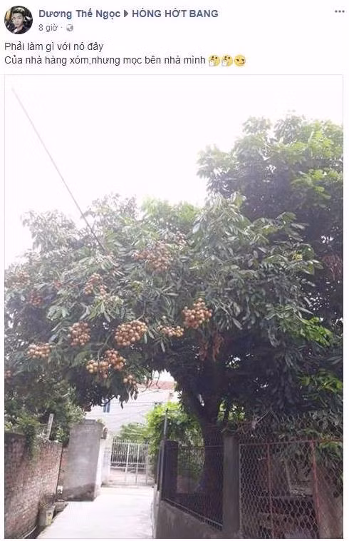 Trồng cây ăn quả mong đến ngày quả chín nhưng khi chính cái cây tay mình trồng, tay mình chăm bón lại đua ra ngõ để cả làng được hưởng là điều chẳng chủ nhà nào muốn.