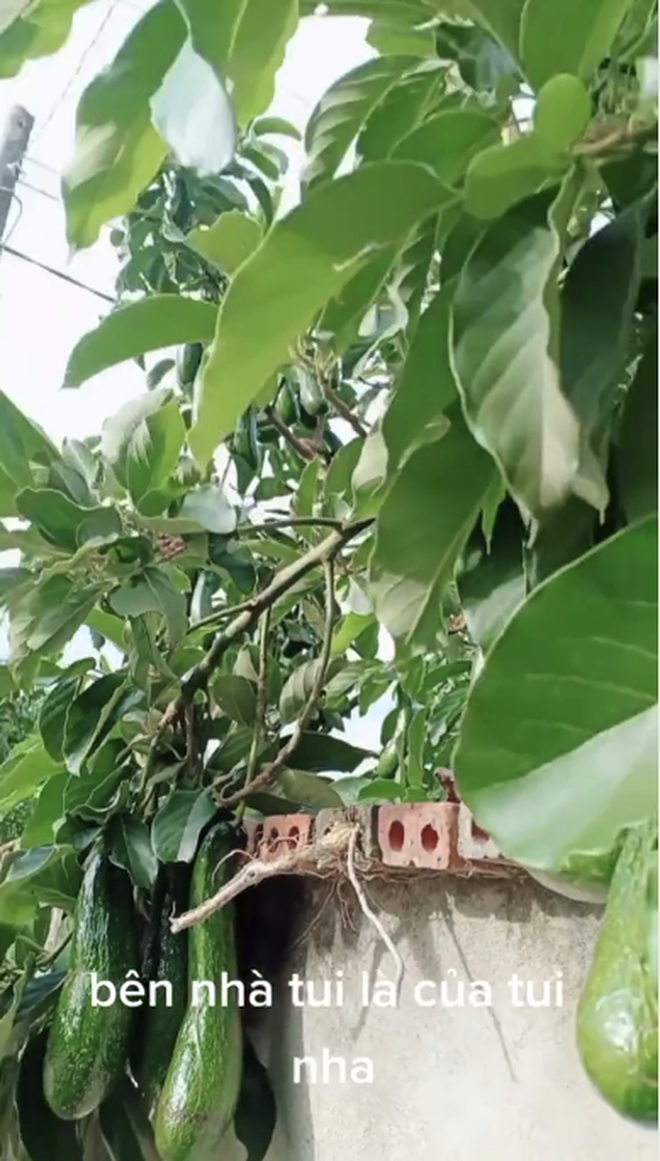 Chứng kiến cảnh tượng "trời cho" này, chàng trai liền quay clip lại và đăng lên TikTok, còn không quên đính kèm dòng caption: "Mọc bên nhà tui thì là của tui nha".