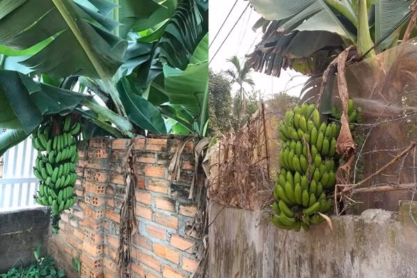 Sau khi loạt ảnh những cây ăn quả mọc "trái khoáy" được đăng tải nhiều dân mạng để lại bình luận vô cùng hài hước.