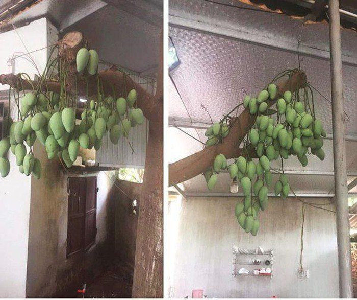 Bên cạnh những bình luận hài hước, dân mạng cũng cho rằng những nhà hàng xóm được hưởng lộc nên biết ý cũng là để giữ tình hàng xóm láng giềng thì nên "lại quả" cho chủ nhà cho vẹn cả đôi đường.