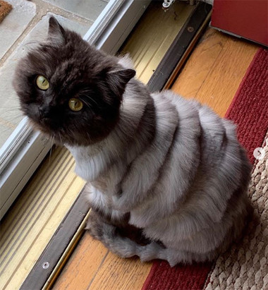 Không ít dân mạng đã phải thốt lên rằng: Cái răng cái tóc không chỉ là góc con người, cái râu cái tóc cũng là góc con mèo nữa.