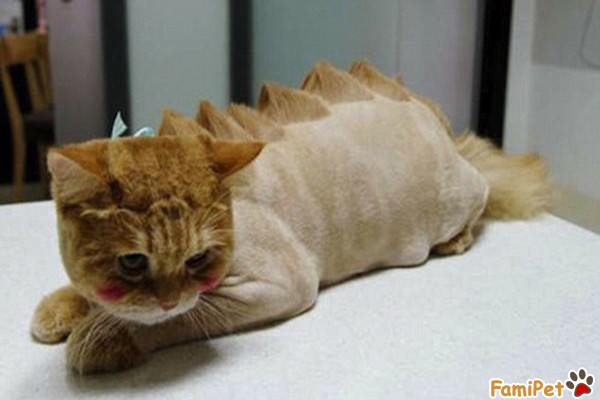 Nhận xét như trên không có ngoa khi mà gương mặt mèo ta trở nên nham nhở, đôi mắt gian xảo, lộ rõ sự quạu cọ, khó chịu.