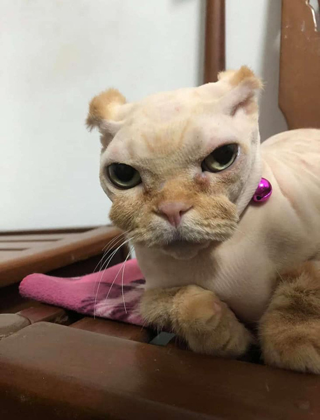 Mới đây, từ một chú mèo sở hữu vẻ ngoài rất đáng yêu với đôi mắt tròn như bi ve, lông màu vàng dài mềm mại nhưng trở nên thảm hại khi bị "con sen" đem ra tỉa lông.
