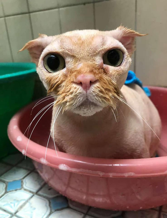 Nhưng có lẽ "sen" không thể ngờ được lại khiến "quàng thượng" của mình nhận cái kết đắng nghét như vậy.