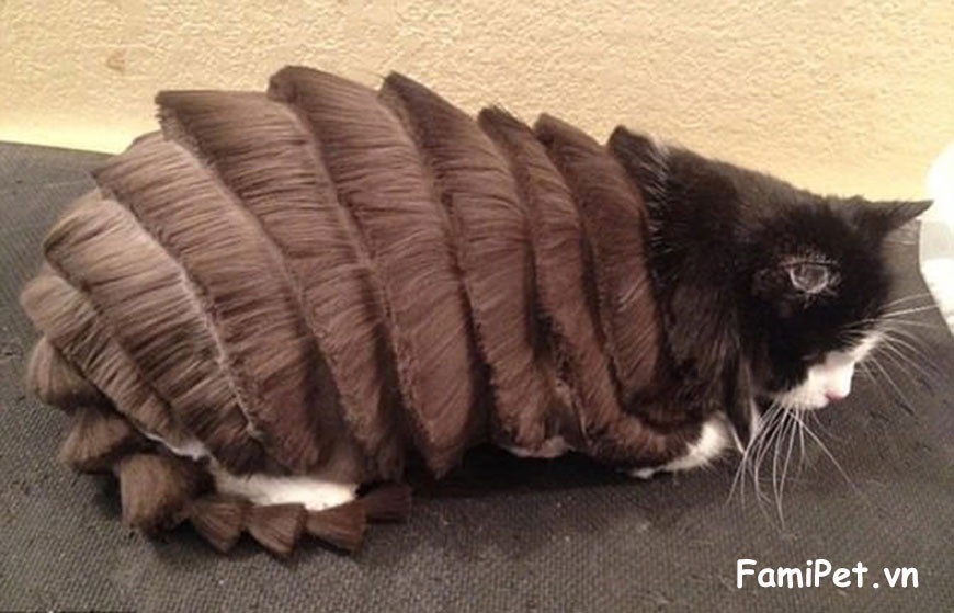 Chứng kiến chú mèo trong bộ dạng này liệu chủ nhân có chút nào áy náy hay chỉ bò lăn bò cười.