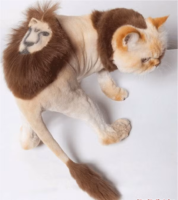 Trước đó, không ít lần hình ảnh cắt lông mèo kiểu làm điệu được phô bày trước dân mạng.