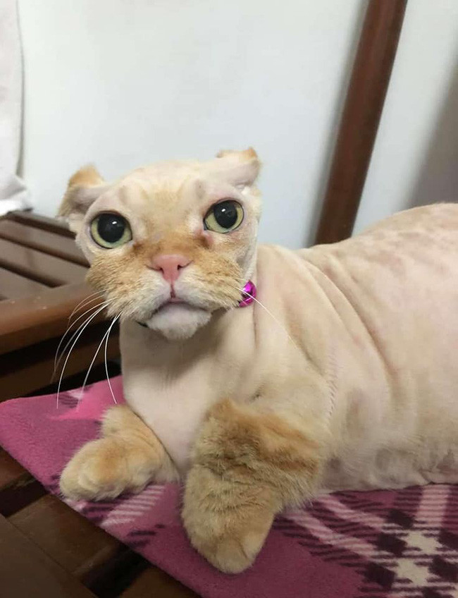 Chỉ cần cắt lông, tỉa râu là sẽ khiến bộ dạng của mèo hoàn toàn thay đổi, còn theo chiều hướng thế nào thì tùy thuộc vào cái tâm của "con sen".