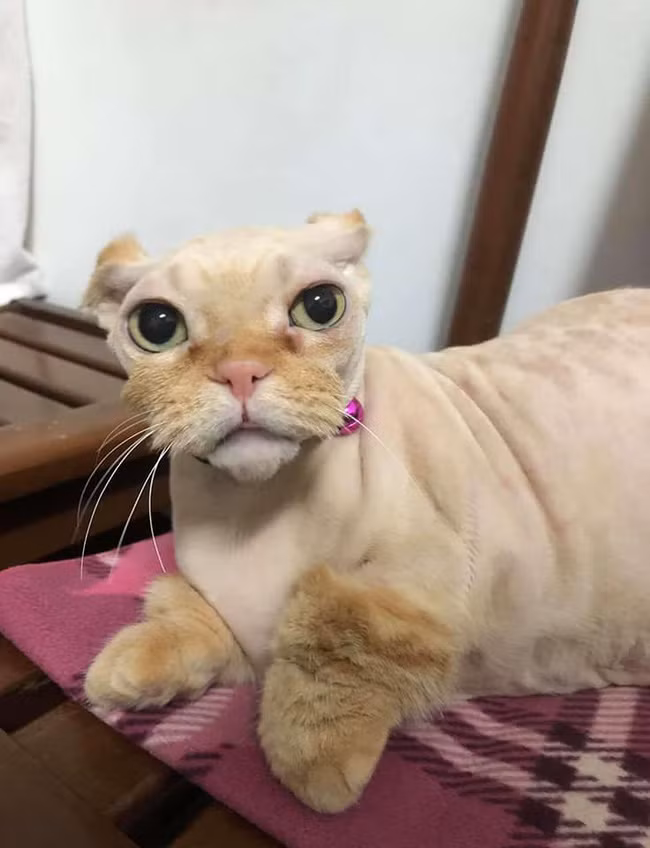 Chỉ cần cắt lông, tỉa râu là sẽ khiến bộ dạng của mèo hoàn toàn thay đổi, còn theo chiều hướng thế nào thì tùy thuộc vào cái tâm của "con sen".