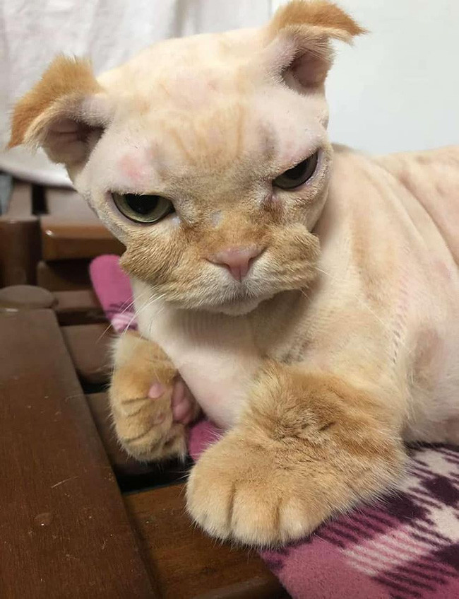 Chẳng rõ lý do gì mà người chăm nuôi mèo ta lại nổi hứng, bỗng dưng đem thú cưng ra cắt tỉa lông.