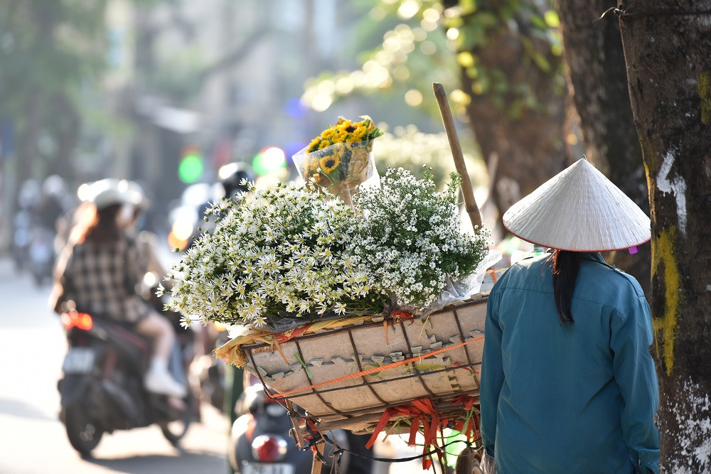Đến hẹn lại lên, vào cuối tháng 10 những bông cúc họa mi nở rộ, khoe sắc giữa ánh nắng ban mai rực rỡ. Với nhiều người, cúc họa mi là loài hoa "báo đông" độc đáo của vùng đất Hà thành.