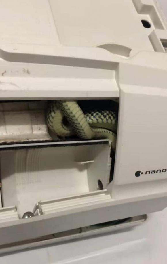 May mà các em giá đáo lúc mình đang thức, chứ ngủ say thì chầu ông bà luôn. Nhà bác nào gần vườn, bụi rậm, nhiều cây cối nhớ kiểm tra vệ sinh máy lạnh phòng ốc thường xuyên nhé!". Chủ nhà viết thêm.