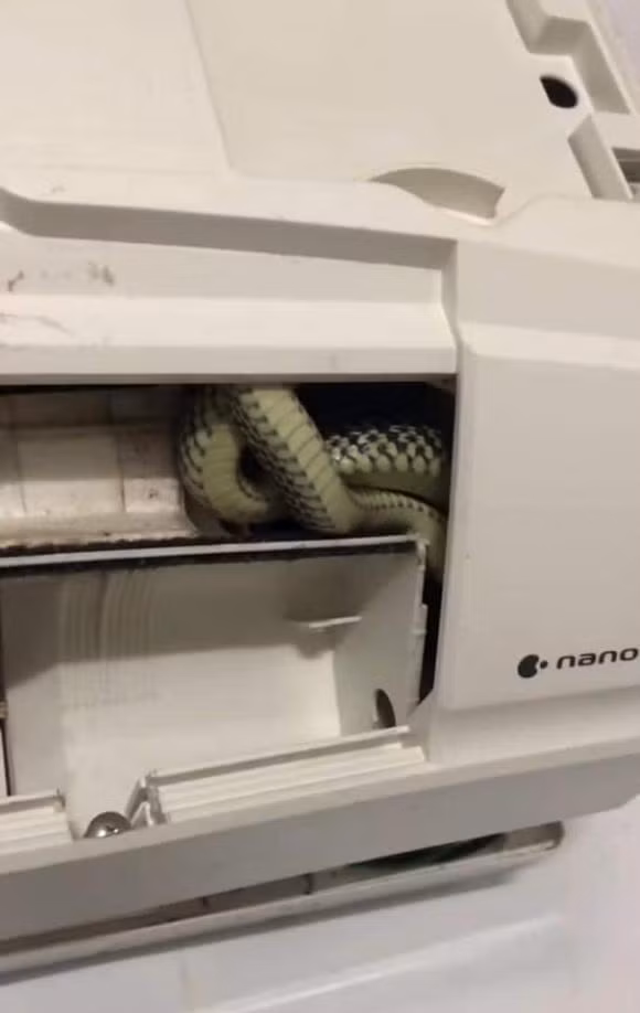 May mà các em giá đáo lúc mình đang thức, chứ ngủ say thì chầu ông bà luôn. Nhà bác nào gần vườn, bụi rậm, nhiều cây cối nhớ kiểm tra vệ sinh máy lạnh phòng ốc thường xuyên nhé!". Chủ nhà viết thêm.