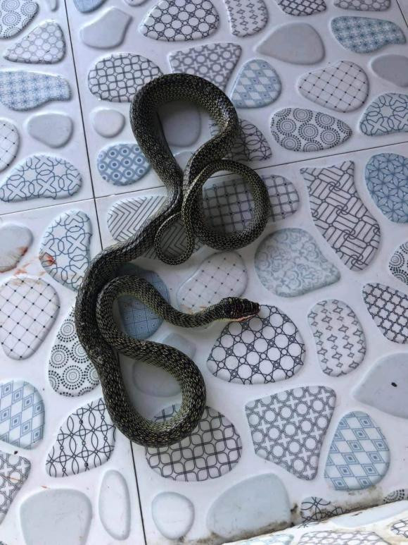 Sự thật ngoài sức tưởng tượng, khiến chủ nhân hét toáng trong sợ hãi. Hóa ra, bên trong máy điều hòa có hai con rắn đang cuốn chặt lấy nhau.