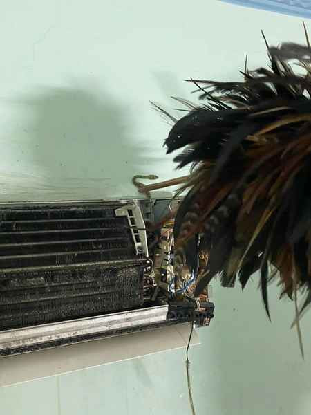 Rắn có thể bò từ đường ống nối của dàn lạnh và dàn nóng của máy điều hòa.