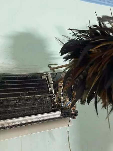 Rắn có thể bò từ đường ống nối của dàn lạnh và dàn nóng của máy điều hòa.