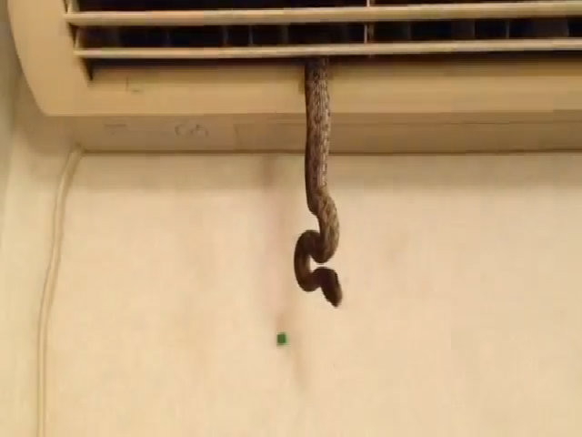 Vì thế khi đặt cục nóng máy lạnh, không nên đặt quá gần mái nhà, cây xanh để tránh những sự cố không mong muốn.