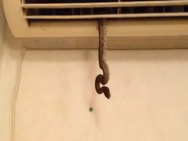 Vì thế khi đặt cục nóng máy lạnh, không nên đặt quá gần mái nhà, cây xanh để tránh những sự cố không mong muốn.