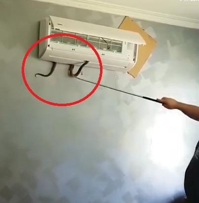 Nếu bên ngoài nhà có cây cối tiếp giáp phần mái thì hoàn toàn có khả năng rắn bò lên mái nhà, theo đường dây đồng vào máy lạnh. Vì cục nóng lắp phía ngoài rất gần với vị trí trần nhà.