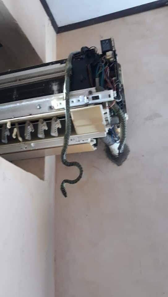 Được biết, khả năng rắn bò vào điều hòa là có nhưng rất hiếm.