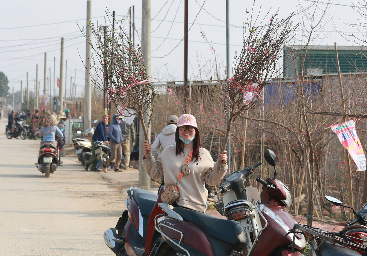 Vườn đào Phú Thượng đang từng ngày "hồi sinh" cùng với không khí mùa xuân đang tới gần.