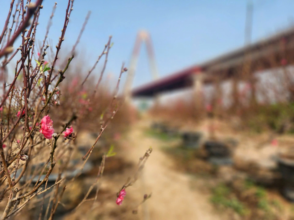 Cùng với “hơi thở mùa xuân”, những mầm đào xanh ngát đang vươn mình trỗi dậy trên nền đất, báo hiệu sự hồi sinh của vườn đào rực rỡ bên sông Hồng mỗi khi Tết đến, Xuân về.