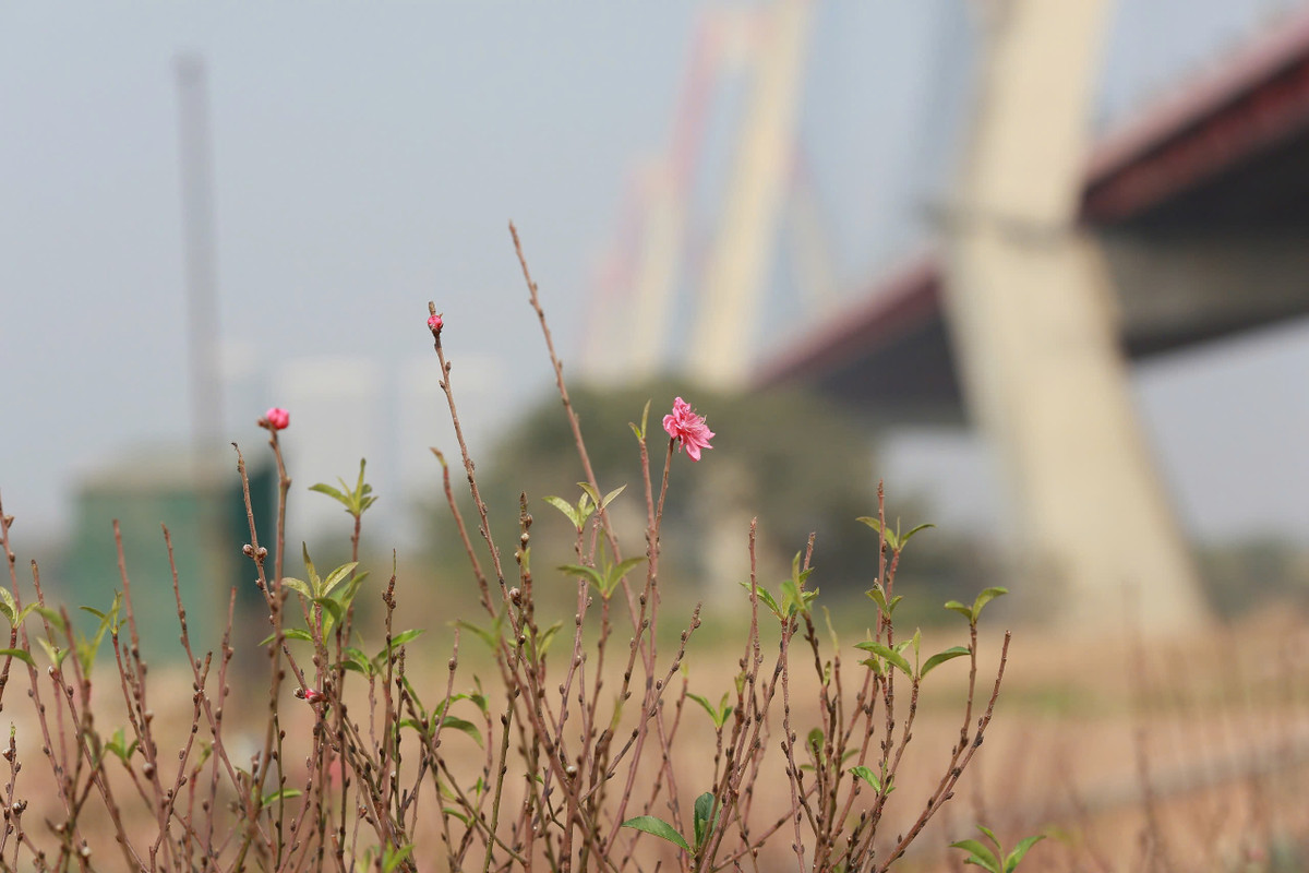 Nhiều nhà vườn ở Phú Thượng đã chi tới hàng trăm triệu đồng để "hồi sinh" vườn đào cho vụ Tết sang năm.