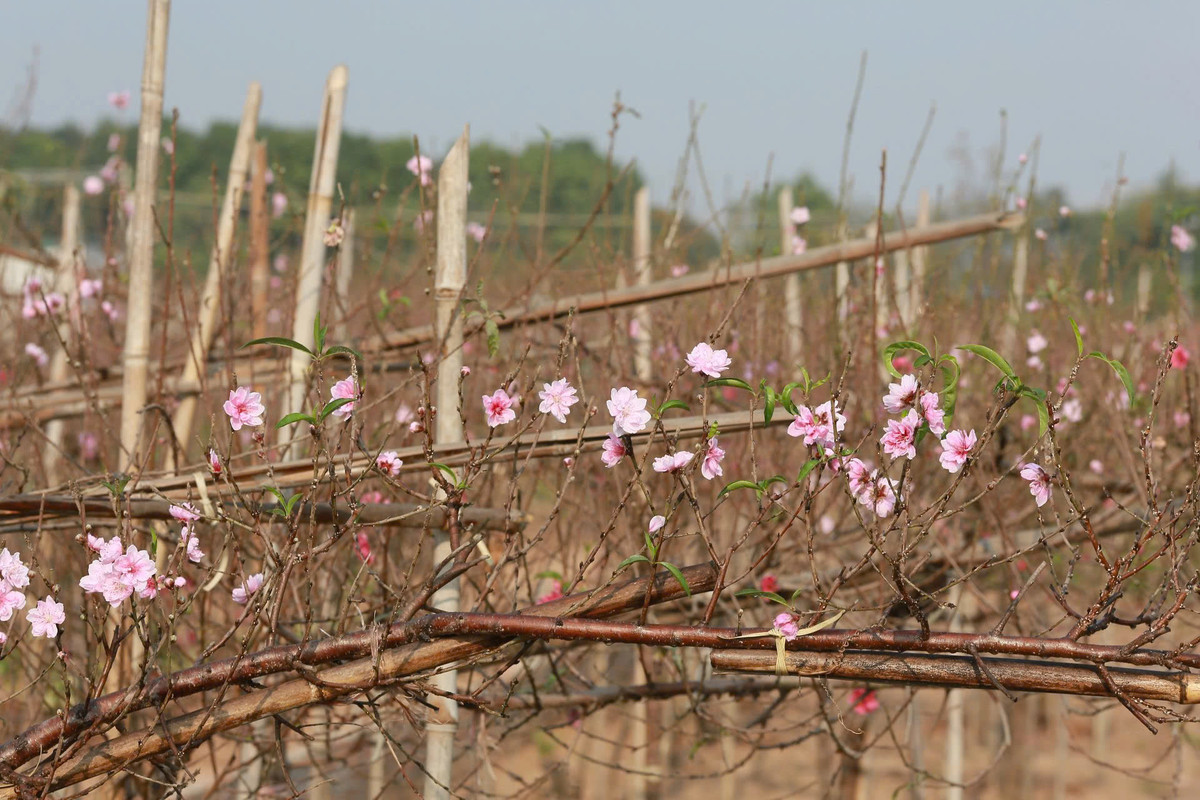 Năm nay bên cạnh những cây hoa đào cổ thụ, những cành đào huyền ở Nhật Tân trở thành món hàng được nhiều người lựa chọn.