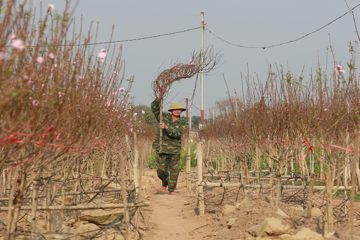 Rất may, một số vườn đào của gia đình chị Thơm ở khu vực cao không bị ảnh hưởng, nên gia đình cũng vớt vát được phần nào.
