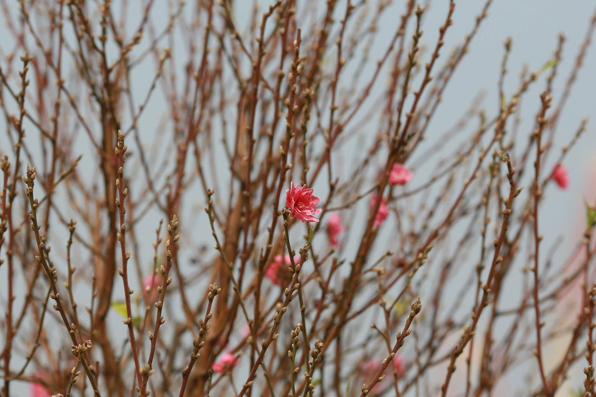 Nhìn những bông hoa đào "hồi sinh" sau cơn bão Yagi, nhiều người dân tại làng đào Nhật Tân thở phào nhẹ nhõm.