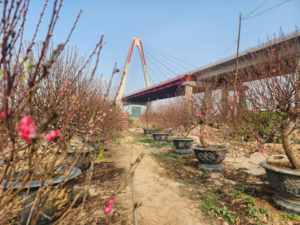 Năm nay, bão số 3 Yagi khiến làng đào Phú Thượng tiêu điều, xơ xác. Đào, quất cảnh bị ngâm nước lâu ngày, úng gốc, chết hàng loạt, nên người dân phải trồng lại từ đầu.