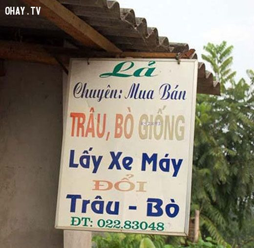 Mua bán trâu, bò không chỉ bằng tiền mặt mà còn có giá trị đổi ngang.