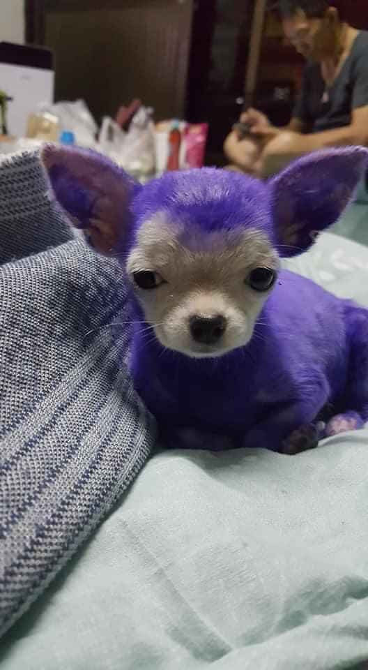 Trước đó, những hình ảnh về các boss bỗng đổi màu chỉ vì các con sen lôi ra chữa bệnh ghẻ thu hút sự chú ý của khắp cõi mạng.