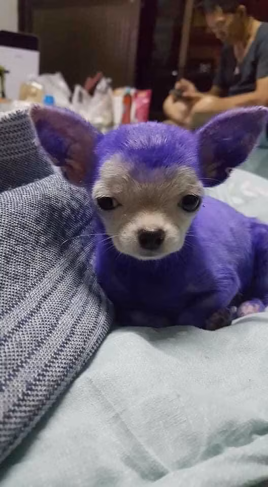 Trước đó, những hình ảnh về các boss bỗng đổi màu chỉ vì các con sen lôi ra chữa bệnh ghẻ thu hút sự chú ý của khắp cõi mạng.