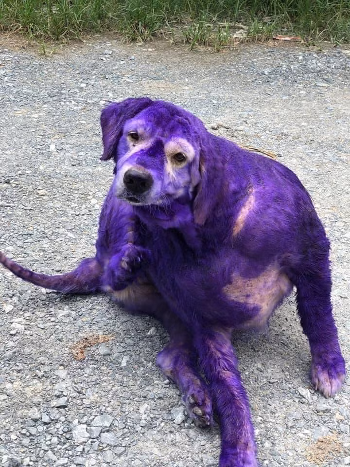 Loài thuốc khiến các boss trở nên "giận tím" có tên thuốc tím, một trong những loại dùng để chữa ghẻ, chữa viêm da.