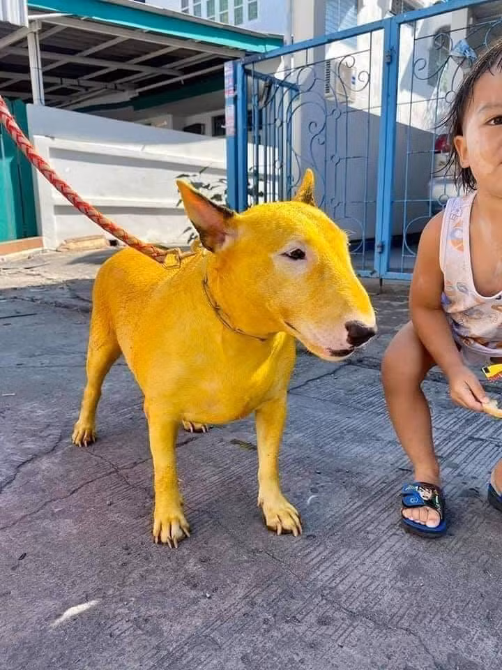 Ngay sau khi xuất hiện, chú chó với bộ lông màu vàng do đang chưa bệnh ghẻ này lập tức thu hút sự chú của dân mạng. Thậm chí, một số người phải cảm thán không thôi và nhanh chóng nhận về "bão like".