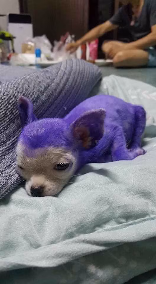 Trong bức ảnh có thể thấy chú mèo, chú chó đang được bao phủ cả bộ lông là một màu "tim tím" hot trend nhưng thực ra là chúng đang được chủ chữa bệnh ghẻ.