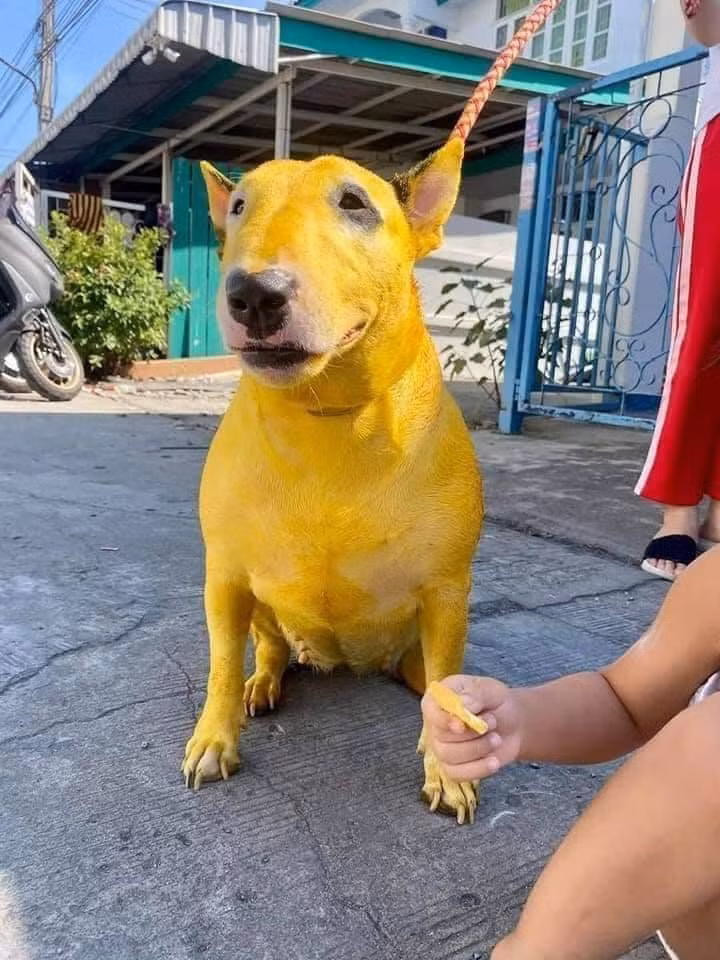 Dưới phần bình luận rất nhiều người đã đặt biệt danh cho chú chó này để phù hợp với bộ lông. Đơn cử như: "Cậu Vàng", "Pikachó" hay đơn giản hơn chỉ là "Vàng".