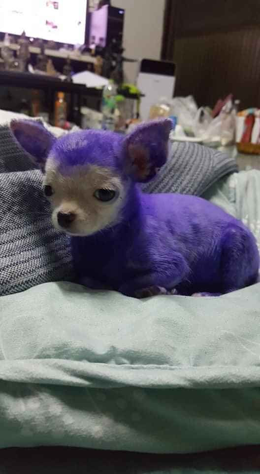 Thậm chí, thời gian đó trào lưu khoe "giận tím mèo" hay "giận tím chó" thu hút sự chú ý của dân mạng.