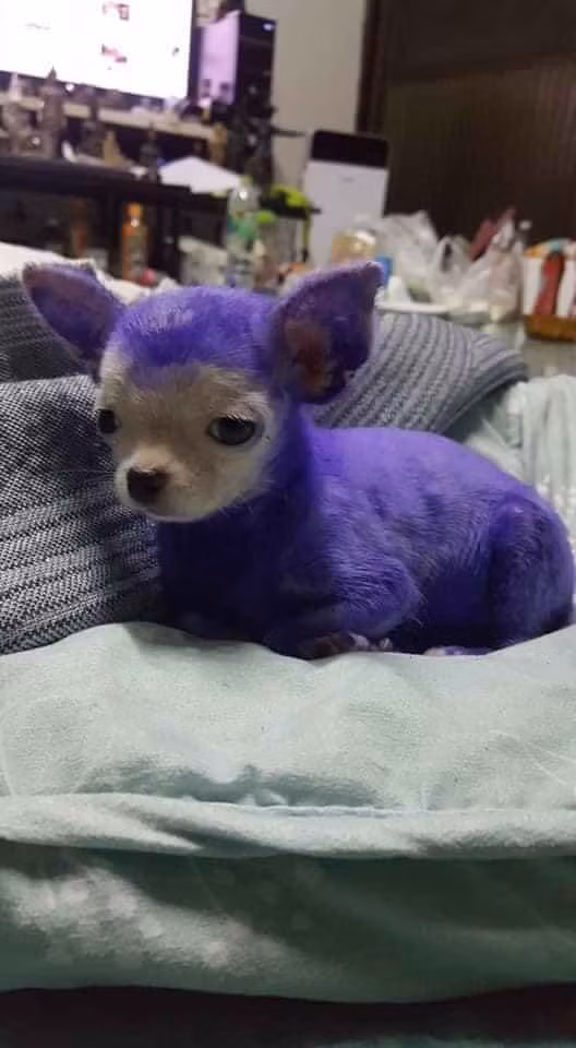 Thậm chí, thời gian đó trào lưu khoe "giận tím mèo" hay "giận tím chó" thu hút sự chú ý của dân mạng.