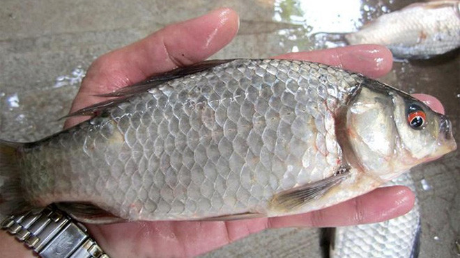 "Bạn ăn ngon, hợp khẩu vị thì mình không bàn cãi. Nhưng mình nhìn đã thấy không nuốt nổi, cứ như cá chết bị nổi lềnh bềnh trên mặt nước vậy…" hay "Món này gọi là lẩu cá nguyên con hả mọi người?"... là những bình luận của dân mạng.