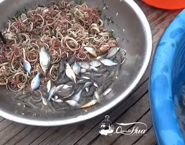 Cách chế biến cá diếc rất đa dạng, có thể mang cá diếc đi kho, chiên, nấu canh, nấu lẩu… đều ngon. Trong số đó, món cá diếc nấu với rau răm vẫn là đặc trưng nhất.