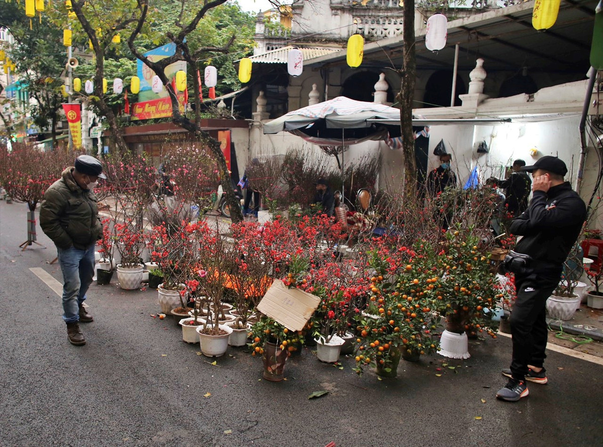 Cũng do ảnh hưởng của dịch COVID-19, số lượng ô kinh doanh tại chợ hoa Hàng Lược giảm gần 50% từ 500 ô gian hàng xuống còn 238 ô. Nhiều loại cây cảnh được trưng bày tại chợ này.