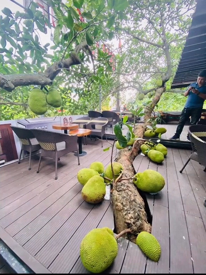 Những cây trái sai trĩu cành, quả mọc lúc lỉu kín thân kín ngọn cây vẫn luôn là chủ đề thu hút sự quan tâm của đông đảo cư dân mạng. Điển hình mới đây, một cây mít có rất nhiều quả mọc "bất chấp" ngay giữa một quán cà phê khiến ai cũng cảm thấy thích thú.