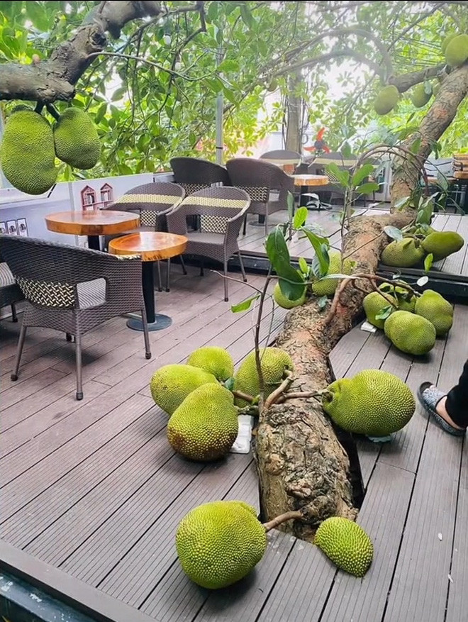 Hình ảnh những quả mít lăn lóc dưới sàn khiến người xem vô cùng thích thú.